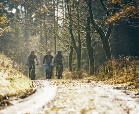 drei mountainbiker fahren im gegenlicht auf forstweg