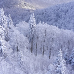 winterwald im südharz