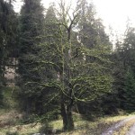 alter Baum an promenade